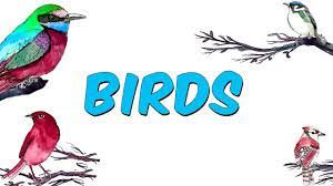 10 dk da birds ingilizce kuslar youtube