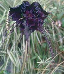 Tacca Chantrieri The Black Bat Flower Or Tacca Chantrieri Is Exceptionally Rare And Quite Beautiful The Flowers Can Reac Plants Unusual Plants Bat Flower