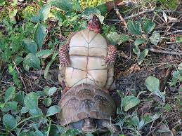 Turtle Porn | Walk out of my house this morning where I inte… | Flickr