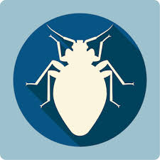 Get them out and keep them out. How To Get Rid Of Bed Bugs Clearfirst Pest Control