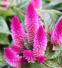 Featuring radiant hues and sumptuous foliage, potted. 21 Best A Long Lasting Flowers Ideas Long Lasting Flower Flowers Plants
