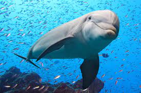 Check spelling or type a new query. 8 Surprising Facts About Dolphins