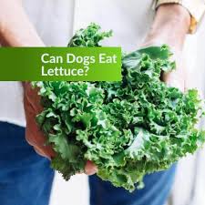 Jan 01, 2021 · yes, dogs can eat lettuce and get some benefit from it… lettuce contains vitamin a, k, and c, which have to be included in any dog's diet. Can Dogs Eat Lettuce Is It Safe