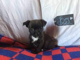 Here, you will discover all the facts about this adorable dog. Chihuahua X Shih Tzu Puppy For Sale Oct 7th 2017 Paradise Puppies