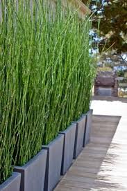 Plant privet, thuja, photinia, and vines in strategic areas to create a private screen. Privacy With Plants The Garden Glove