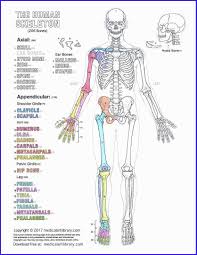 › college anatomy and physiology worksheets. 60 Free Printable Anatomy Coloring Pages Photo Ideas Refugiodeesperanza
