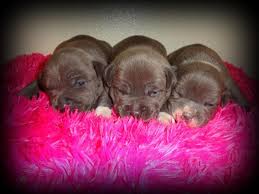 If you are in the market for a new pet then you should consider looking into how to adopt a labrador puppy. 10 Cutest Pets For Sale On Craigslist In Lufkin Nacogdoches And Deep East Texas