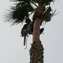 CHAVEZ TREE CARE - Updated May 2024 - San Jose, California - Tree ...