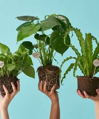 Plant Shops That Are Ready To Deliver Some Cheer Buy Plants Online Buy Plants Indoor Plants Online