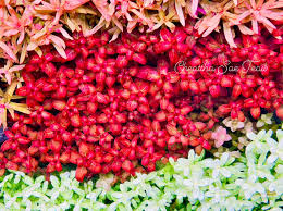 Image result for Ludwigia senegalensis