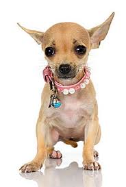Folge chihuahua arts (victoria) (@chihuahua_art), um nie eines seiner/ihrer fotos oder videos zu verpassen. Die Unterschiede Zwischen Apple Head Deer Head Chihuahuas 2021