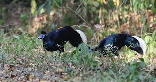 However sega is conducting a survey asking if people would be interested in a console port. Peninsula Malaysia Birding Tour Calidris Birding Tours