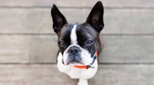 Cartoon character boston terrier dog poses. Boston Terrier Dog Breed Information Facts Traits Pictures More