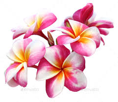 Image result for flowers against white background