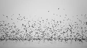 Black And White Bird Pictures Black Texture Nature Birds Lake And White Animals Image Hd Wallpaper Black And White Birds Bird Wallpaper Black Bird