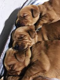 Red golden retrievers aren't as the red color found in some golden retrievers is likely because of breeding with the irish setter. Dark Red Akc Harmon S Red Golden Retriever Puppies Facebook