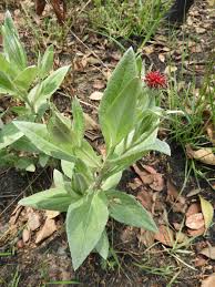 Image result for Pleiotaxis