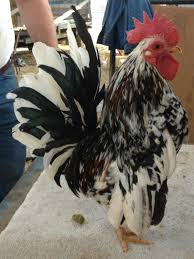 Black And White Hen Black White Mottled Serama Rooster Chicken Poultry Pet Chickens Bantam Chickens Chicken Breeds