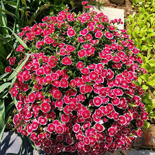 These flowering plants prefer a lot of indirect light, good soil and drainage and can be grown indoors or outdoors. The Low And Small Flowers Resemble Carnations And They Are Not Afraid Of The Wind And They Bloom Neatly Into A Flower Minews