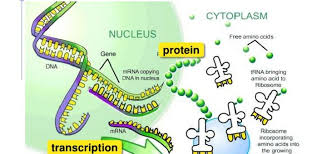 Three types of polypeptide chains are possible, open, cyclic and branched. Polypeptide Chains Science Online