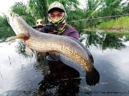 Pengisian terkini o the ummahs victory starts with you o kebahagiaan tidak hadir bagi individu utama keseronokan, hidup bebas o pain, loss, and the path to god. Inilah Doa Memancing Ikan Yang Disebut Dalam Al Quran Khalifah Media