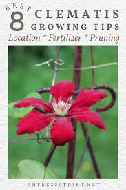 Check spelling or type a new query. 8 Top Tips For Growing Clematis Vines