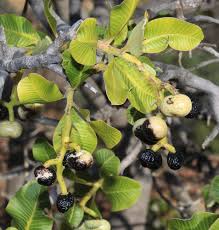 Image result for Ozoroa nitida