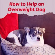 The personal website of steven goodman. How Can I Help My Overweight Dog From Suffering From Obesity Pethelpful