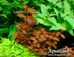 Image result for Ludwigia senegalensis