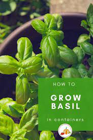 How To Grow Basil In 2020 Easy Herbs To Grow Growing Herbs At Home Growing Basil