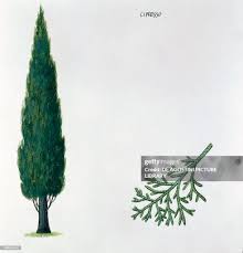 Image result for Cupressaceae