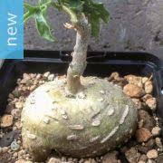 Image result for Kedrostis africana