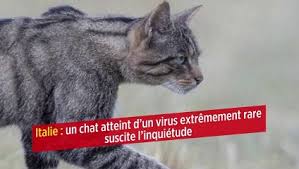 Será publicado si cumple con las reglas de contenido y nuestros moderadores lo. Italie Un Chat Atteint D Un Virus Extremement Rare Suscite L Inquietude Le Point