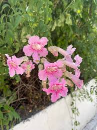 Image result for Podranea