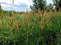 Image result for Phalaris