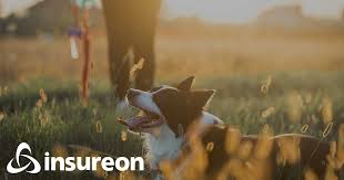 Check spelling or type a new query. Pet Care Business Insurance Quotes Insureon