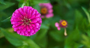 Sweet william comes in white, pink, purple and red and grows in beautiful clusters. List Of 79 Types Of Pink Flower Plant Names Best Pink Flowers
