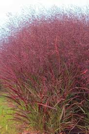 Image result for Aizoon virgatum