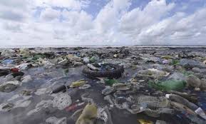 Molti animali si cibano della plastica e in molti sono stati trovati migliaia di frammenti di plastica. Le 6 Isole Di Plastica Piu Grandi Al Mondo Corriere It