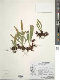 Image result for Lepisorus excavatus