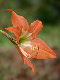 Image result for Hippeastrum puniceum