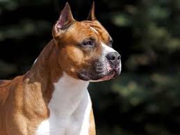 445,282 likes · 2,784 talking about this. American Staffordshire Terrier Price Temperament Life Span