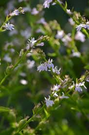 Image result for Lobelia pteropoda