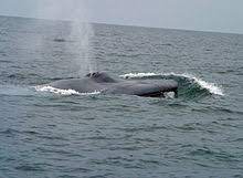 And can grow about 98 feet long. Blue Whale Wikipedia