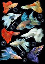 35 Different Types Of Guppies In The World With Beautiful Pictures Aquarium Fish Guppy Fish Tropical Fish Tanks