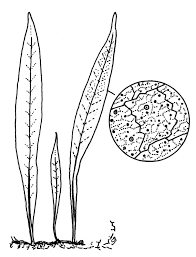 Image result for Microsorum pappei