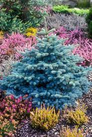 If your front yard already has a tree, adding a flower bed will give it a lot of character. Dwarf Colorado Blue Spruce Picea Pungens Globosa With Heaths And Heathers In Garden In Spring Colorado Blue Spruce Xeriscape Landscaping Conifers Garden