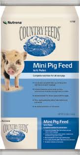 What Do You Feed Mini Pigs Avalonit Net