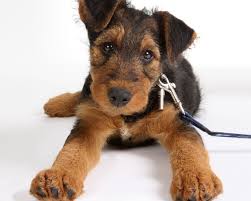 Black And Brown Yorkie Mix Airedale Terrier Puppies Airedale Terrier Puppies Cute Dog Photos Terrier Puppies