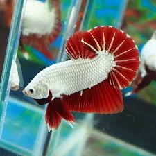 Umumnya ikan cupang yang mutasi itu seperti misalnya ikan cupang koi, ikan cupang fancy, bluerim dan masih banyak lagi. Jual Ikan Cupang Red Dragon Plakat Halfmoon Aquarium Aquascape Jakarta Barat Jns Watch Tokopedia